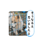 犬たまに猫たまに犬（個別スタンプ：33）