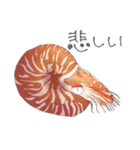 たまに透ける深海生物（個別スタンプ：28）