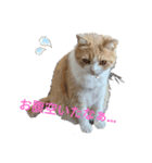我が家の猫 すみandきなこ（個別スタンプ：1）