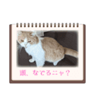 我が家の猫 すみandきなこ（個別スタンプ：2）