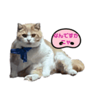 我が家の猫 すみandきなこ（個別スタンプ：3）