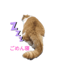 我が家の猫 すみandきなこ（個別スタンプ：4）
