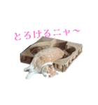 我が家の猫 すみandきなこ（個別スタンプ：5）