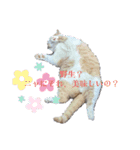 我が家の猫 すみandきなこ（個別スタンプ：6）