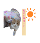 我が家の猫 すみandきなこ（個別スタンプ：7）
