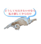 我が家の猫 すみandきなこ（個別スタンプ：8）