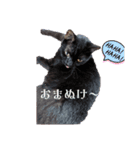 我が家の猫 すみandきなこ（個別スタンプ：10）