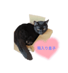 我が家の猫 すみandきなこ（個別スタンプ：12）