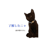 我が家の猫 すみandきなこ（個別スタンプ：15）