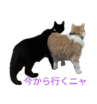 我が家の猫 すみandきなこ（個別スタンプ：16）