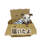 エブリデイ・アンディ（個別スタンプ：7）