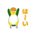 今日もインコくさい（個別スタンプ：16）