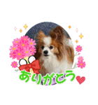 ぱぴぱぴパピヨン97（個別スタンプ：5）