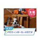 ぱぴぱぴパピヨン97（個別スタンプ：8）