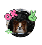 ぱぴぱぴパピヨン97（個別スタンプ：17）