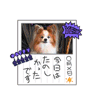 ぱぴぱぴパピヨン97（個別スタンプ：21）