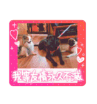 ぱぴぱぴパピヨン97（個別スタンプ：23）