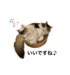 もこリコねこと仲間たち③（個別スタンプ：1）
