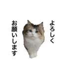 もこリコねこと仲間たち③（個別スタンプ：2）