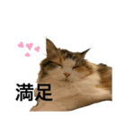 もこリコねこと仲間たち③（個別スタンプ：3）