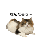 もこリコねこと仲間たち③（個別スタンプ：7）