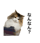 もこリコねこと仲間たち③（個別スタンプ：9）