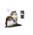 もこリコねこと仲間たち③（個別スタンプ：15）