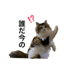 もこリコねこと仲間たち③（個別スタンプ：24）