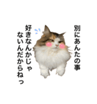 もこリコねこと仲間たち③（個別スタンプ：27）