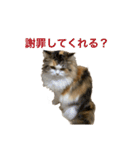 もこリコねこと仲間たち③（個別スタンプ：34）