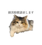 もこリコねこと仲間たち③（個別スタンプ：35）