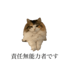 もこリコねこと仲間たち③（個別スタンプ：36）