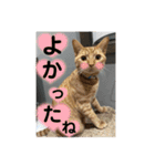犬猫三昧①③（個別スタンプ：3）