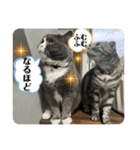 犬猫三昧①③（個別スタンプ：5）