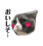 犬猫三昧①③（個別スタンプ：6）