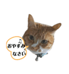 犬猫三昧①③（個別スタンプ：8）
