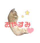 犬猫三昧①③（個別スタンプ：9）