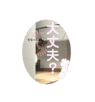 犬猫三昧①③（個別スタンプ：10）