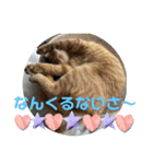 犬猫三昧①③（個別スタンプ：11）