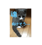 犬猫三昧①③（個別スタンプ：12）