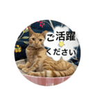 犬猫三昧①③（個別スタンプ：13）
