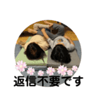 犬猫三昧①③（個別スタンプ：14）