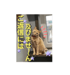犬猫三昧①③（個別スタンプ：16）