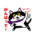 はちわれ猫ロック【よく使う】（個別スタンプ：16）