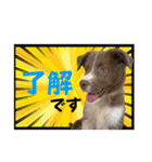 ボーダーコリー『リリィ家』（個別スタンプ：1）
