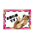 ボーダーコリー『リリィ家』（個別スタンプ：2）
