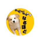 ボーダーコリー『リリィ家』（個別スタンプ：4）