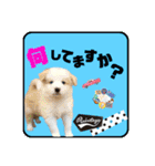 ボーダーコリー『リリィ家』（個別スタンプ：5）