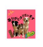 ボーダーコリー『リリィ家』（個別スタンプ：6）