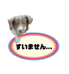ボーダーコリー『リリィ家』（個別スタンプ：7）